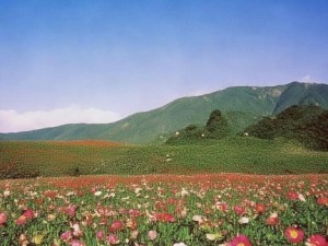 久久永久免费专区人妻精品，探索文化与交流的平台价值