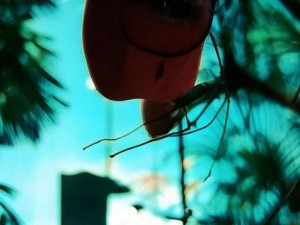 神秘八重神子的神罚，审判与救赎八重神子的定位