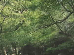 桃源洞口已是溪水打一正确生肖-桃源洞口是哪里的景色