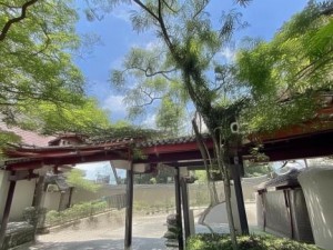 第五人格红蝶生日,红蝶的生日盛宴追忆往昔与未来的交织之旅