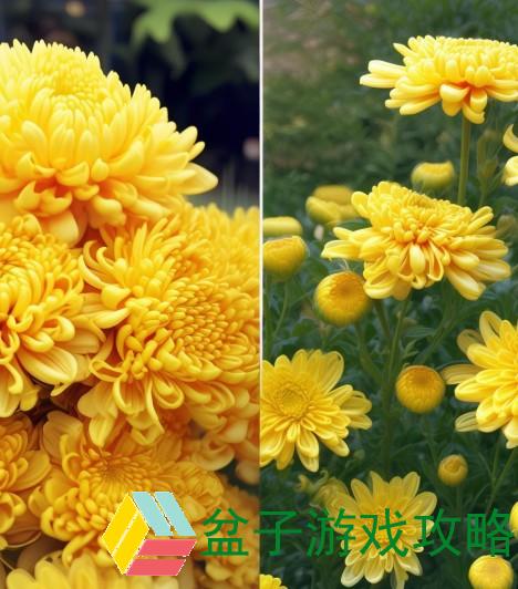 后面菊花开过和没开过的区别在哪-菊花盛开与未开时的独特魅力与景象对比分析